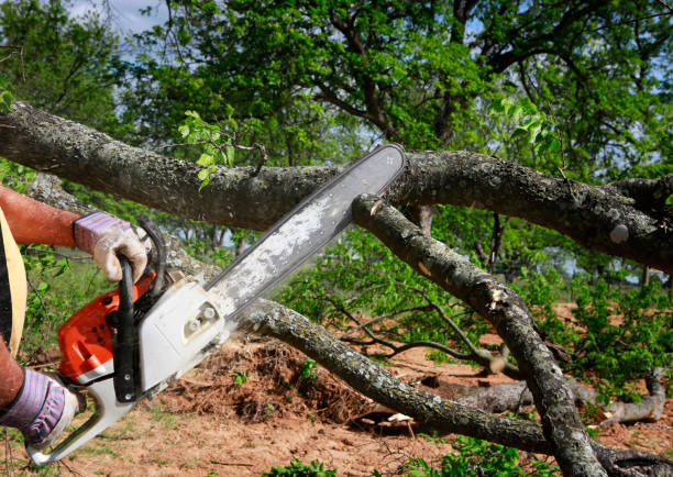 Best Tree Care Services  in Aztec, NM